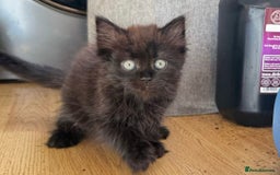 British Longhair cats for sale: Ready To Go This Weekend! 3 Sweet Little Kittens - Image 16