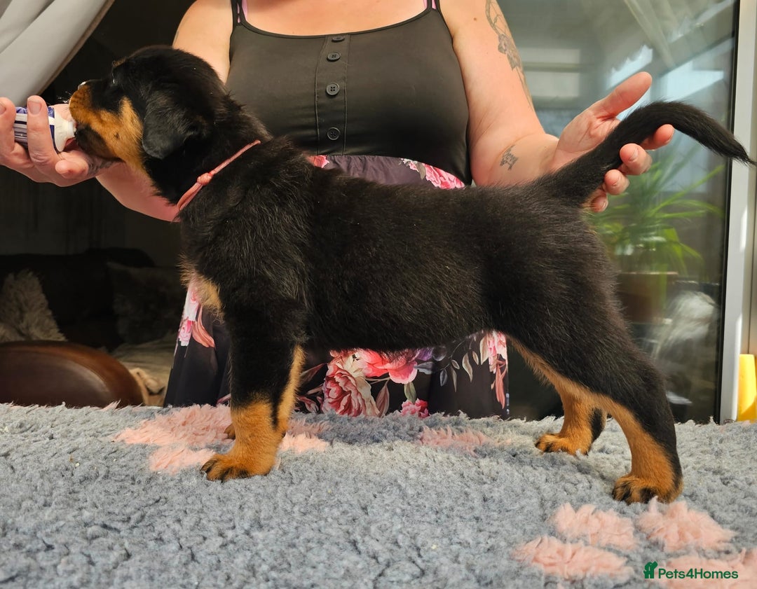 Rottweiler dogs for sale: Superb litter of dual purpose Rottweiler puppies. - Image 11