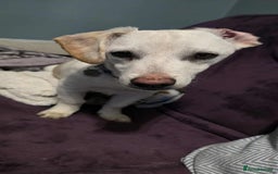 Mixed Breed dogs for adoption: MINNIE MOUSE - Image 7