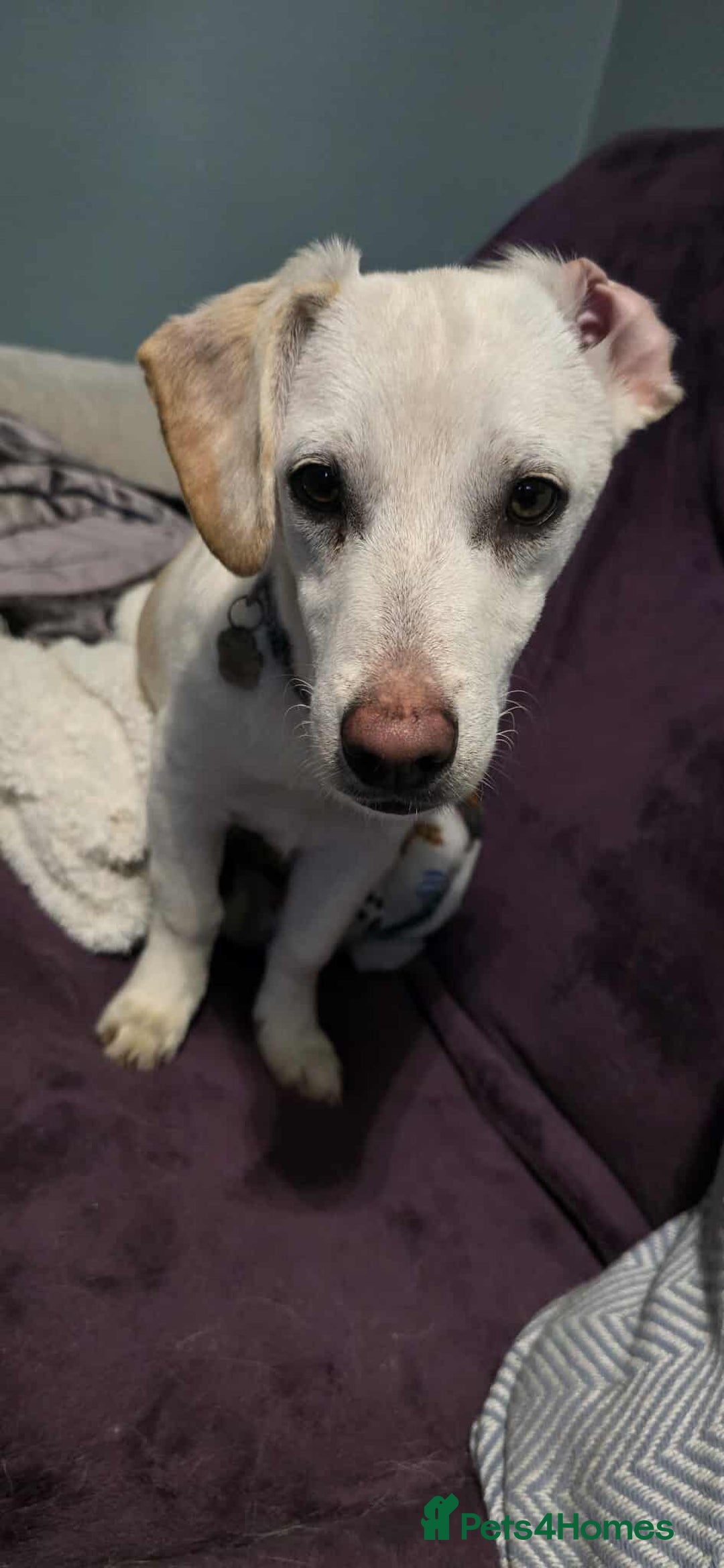 Mixed Breed dogs for adoption: MINNIE MOUSE - Image 7