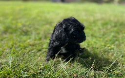 Cockapoo dogs for sale: F1 cockapoos - Image 21
