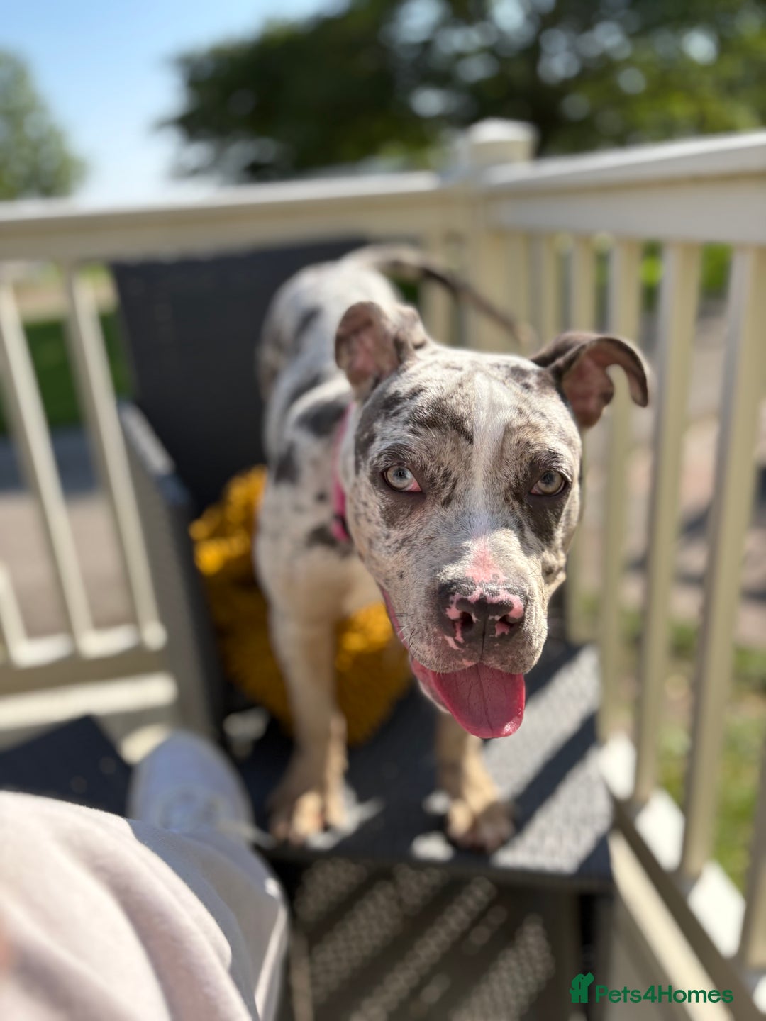 American Bulldog dogs for sale: Luna  - Advert 2