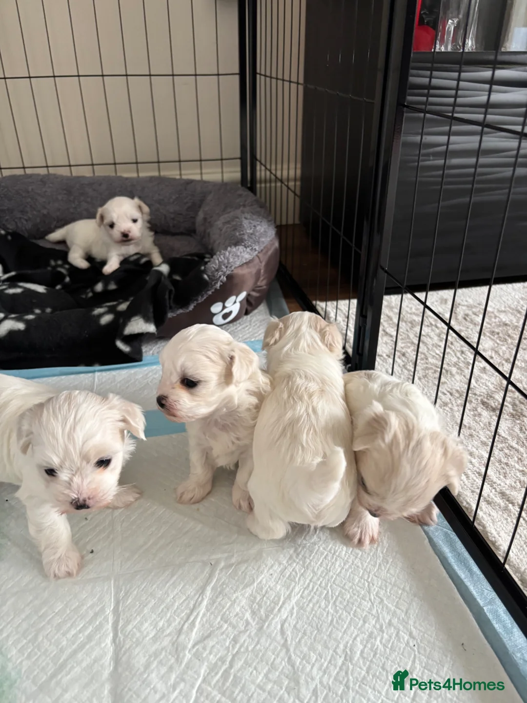 Maltese dogs for sale: Pure Maltese puppies! 🐶 🤍 in Dunstable - Advert 1
