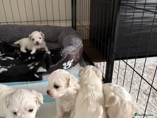 Maltese dogs Pure Maltese puppies! 🐶 🤍 - Advert 7