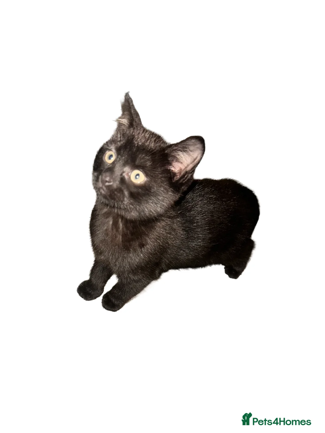 Mixed Breed cats for sale: 2 beautiful dark brown kittens - Advert 2