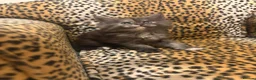 Maine Coon cats for sale: Stunning TICA Registered Maine Coon kittens ❤️❤️❤️ - Advert 15