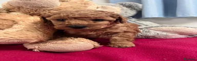 Miniature Poodle Puppy 5