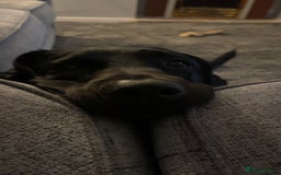 Labrador Retriever dogs for sale: Male Black Labrador  - Image 4