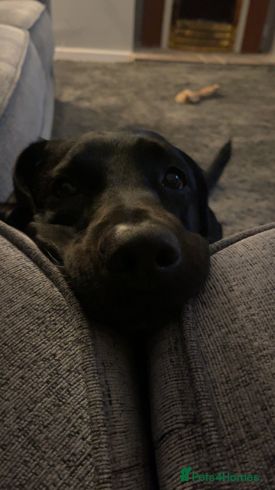 Labrador Retriever dogs for sale: Male Black Labrador  - Image 4