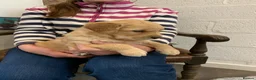 Golden Retriever dogs for sale: KC REGISTERED GOLDEN RETRIEVER PUPPIES - Advert 4