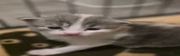 Mixed Breed cats for sale: 2 kittens for sale  - Advert 6