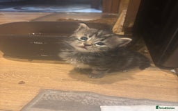 Mixed Breed cats for sale: Ragdoll mixbreed kittens for new home  - Image 13