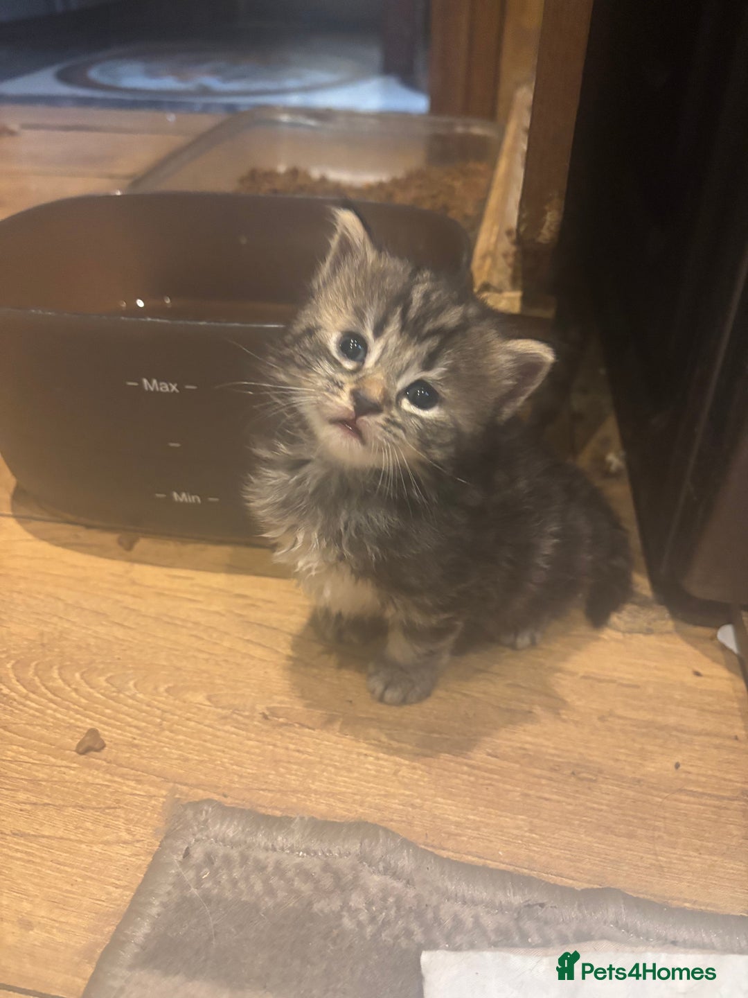 Mixed Breed cats for sale: Ragdoll mixbreed kittens for new home  - Image 13
