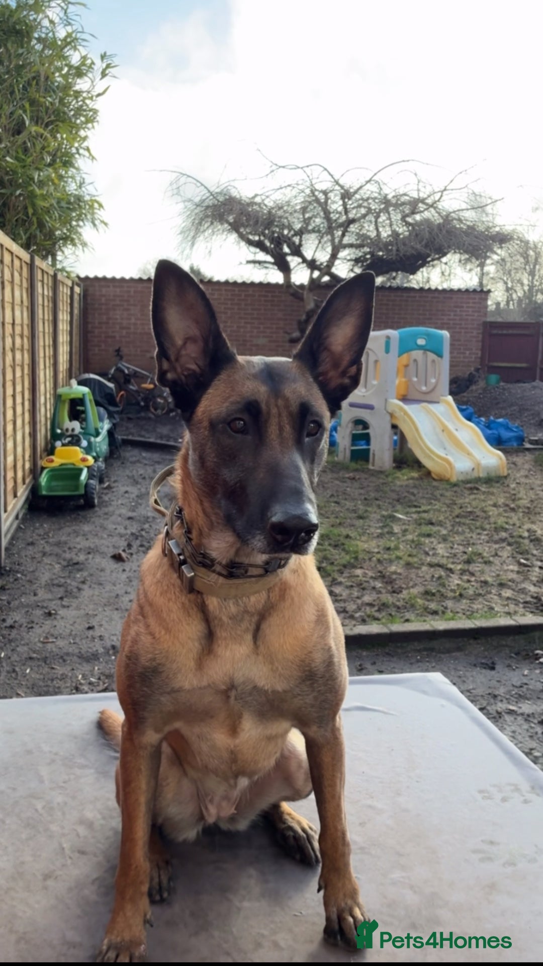 Belgian Shepherd Dog dogs for sale: Belgium malinois 6 month old  - Advert 1