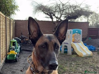 Belgian Shepherd Dog dogs Belgium malinois 6 month old - Advert 7