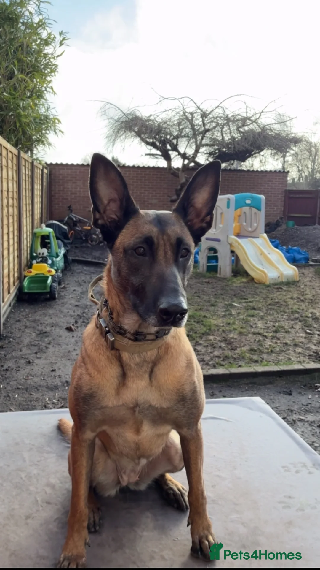 Belgian Shepherd Dog dogs for sale: Belgium malinois 6 month old  - Advert 1