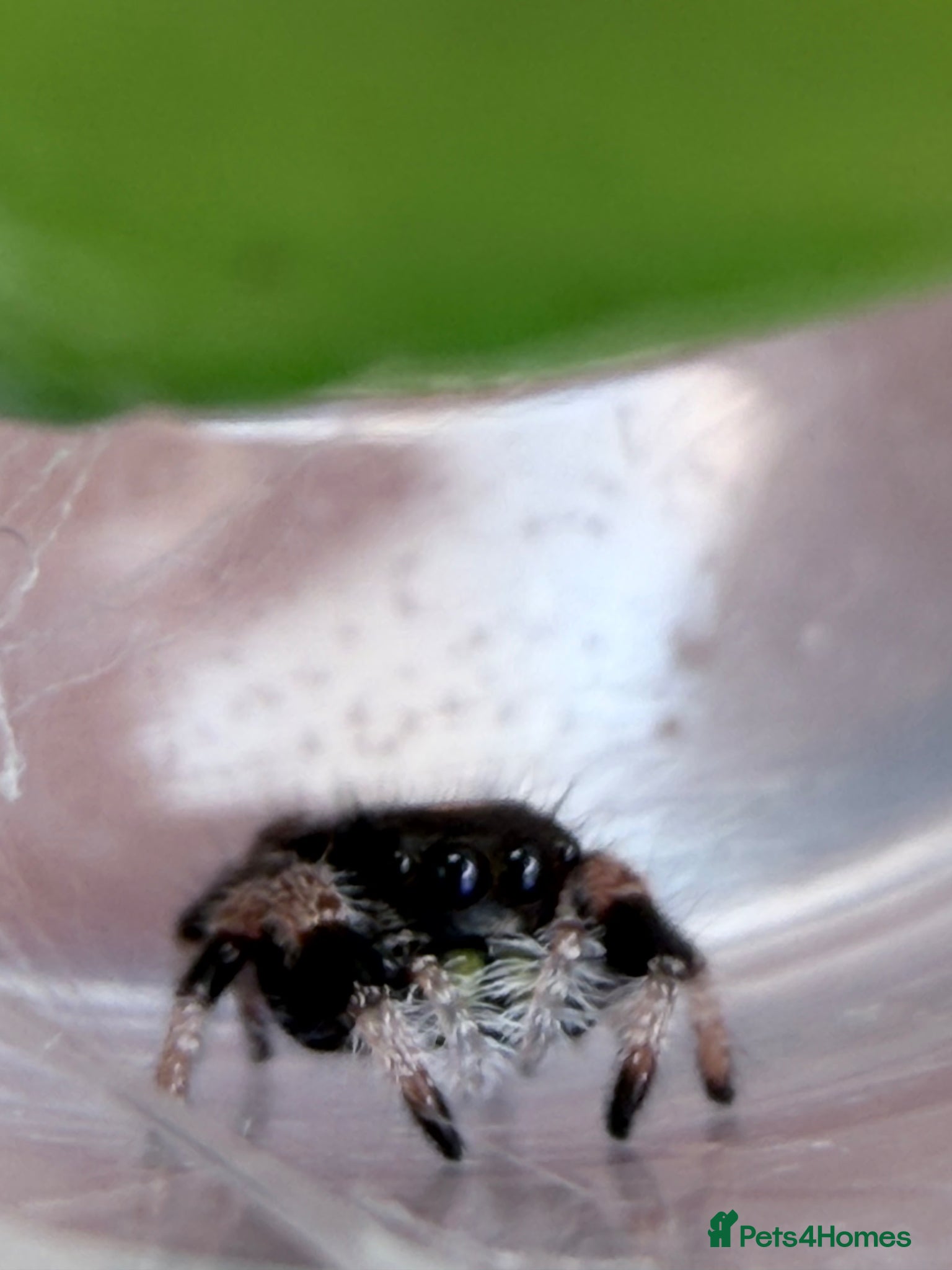 Spiders invertebrates Phidippus Regius Florida Everglades - Advert 6