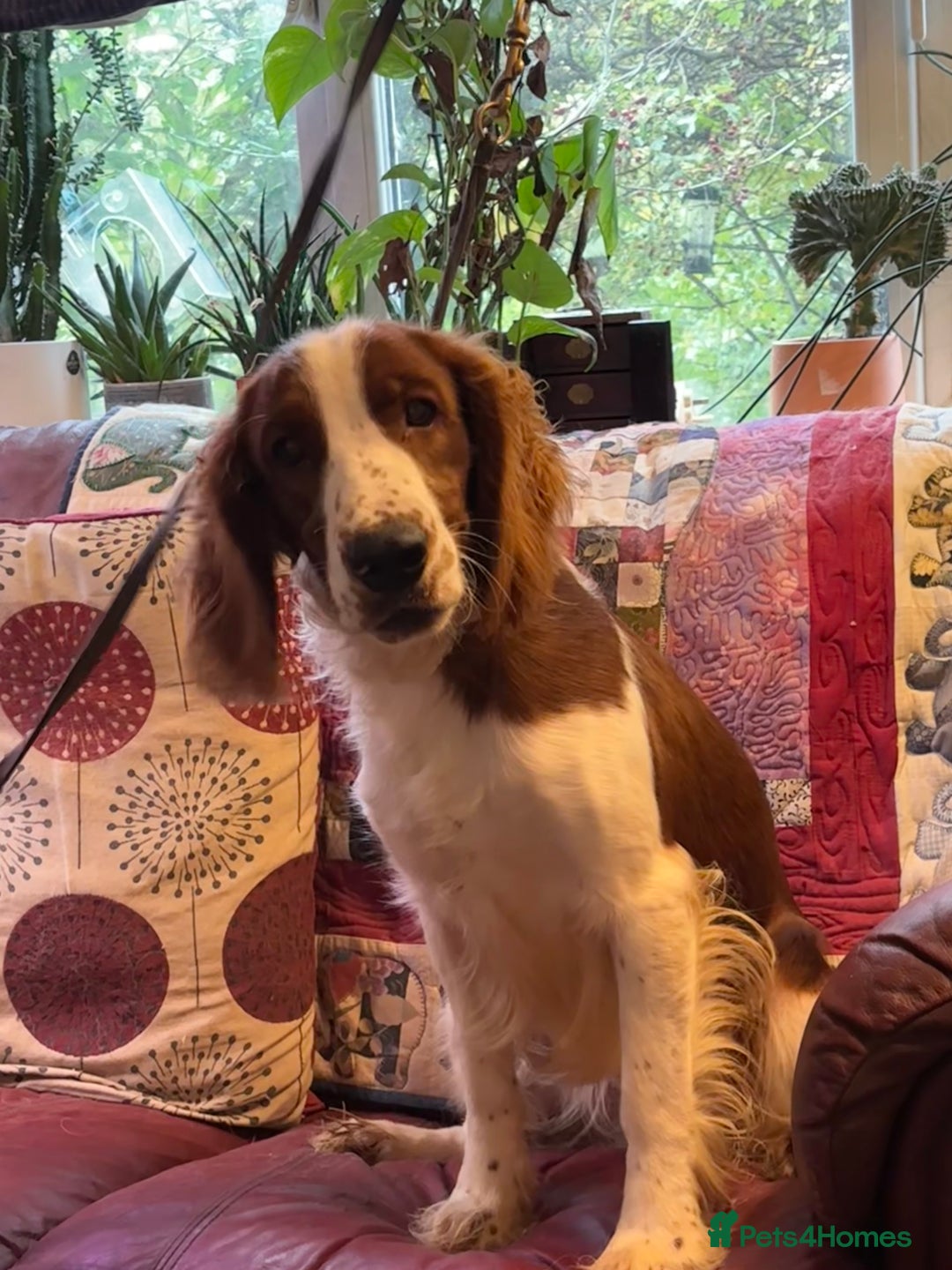 Welsh Springer Spaniel dogs for sale: Beautiful boy looking for forever home - Image 2