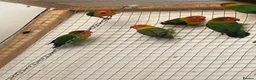 Lovebirds birds for sale: Lovebirds  - Advert 5