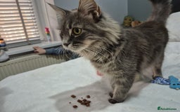 Maine Coon cats for sale: Stunning litter of maine coon kittens  - Advert 18