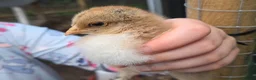 Chickens poultry for sale: Fertile Micro Serama hatching eggs - Advert 10