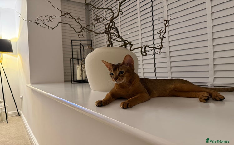 Abyssinian cats - Advert 8
