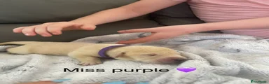 Labrador Retriever 10