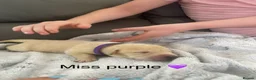 Labrador Retriever dogs for sale: Kc reg Labrador puppy’s for sale Solihull  - Advert 4