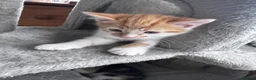 Mixed Breed cats for sale: Beautiful kittens looking new home 🩷❤️🧡 - Advert 6