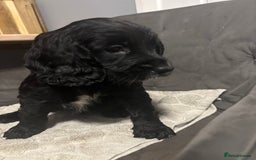 Cocker Spaniel dogs for sale: 3 beautiful working cocker spaniels - Image 2