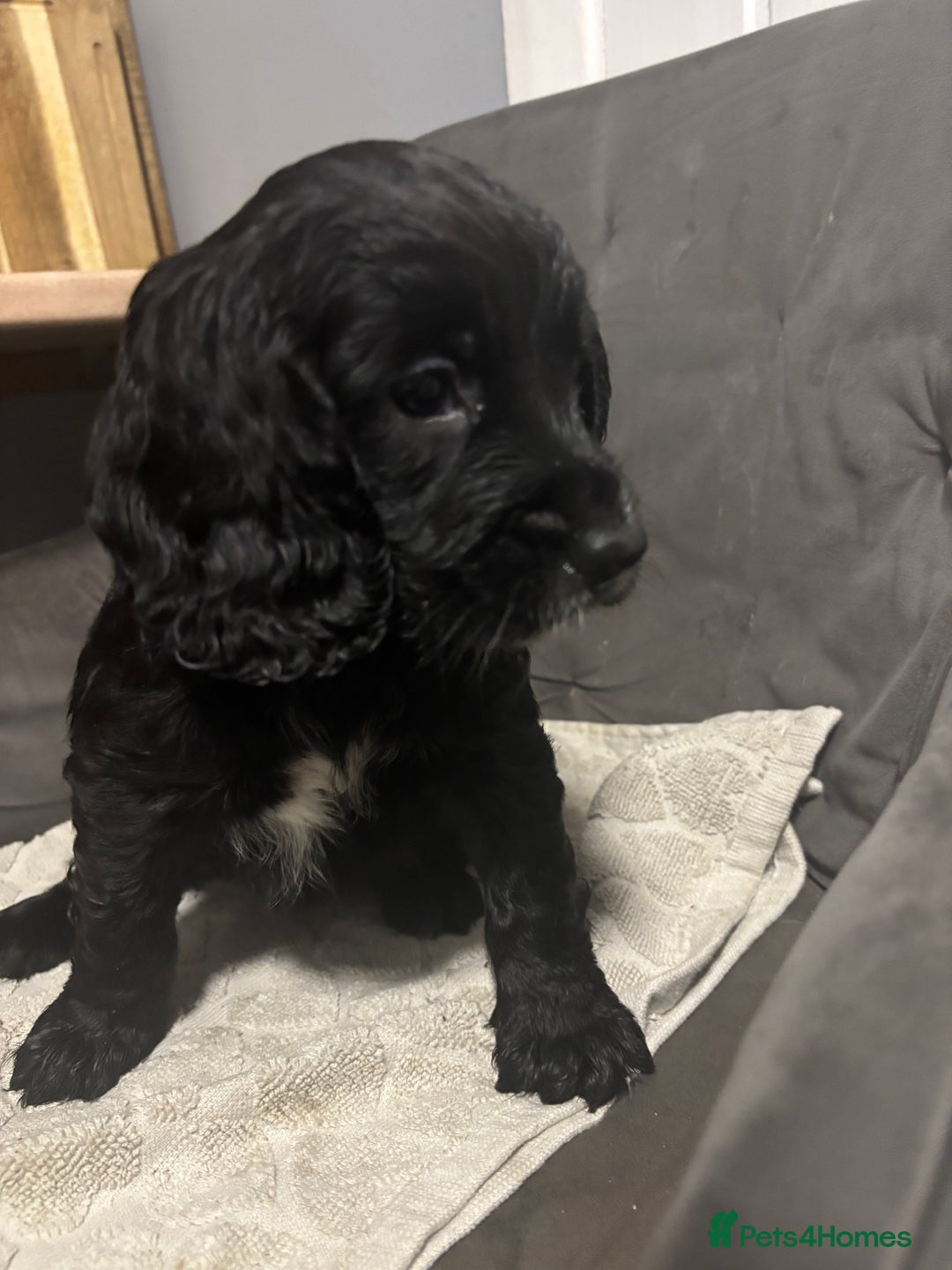 Cocker Spaniel dogs for sale: 3 beautiful working cocker spaniels - Image 2