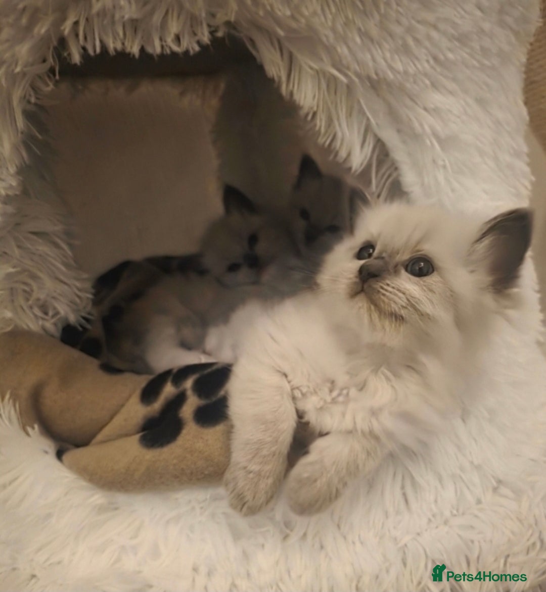 Ragdoll cats for sale: Stunning Ragdolls  - Image 20