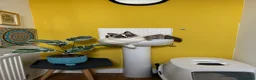 Ragdoll cats for sale: Ragdoll - Maggie in Middlesbrough - Advert 15