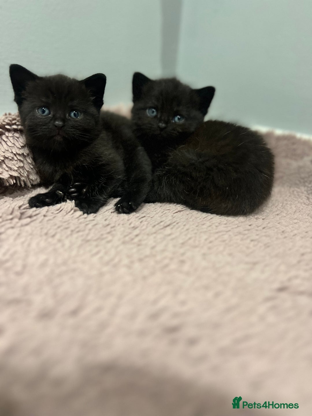 British Shorthair cats for sale: Beautiful British Shorthair Kittens  - Advert 12