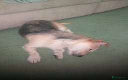 Mixed Breed dogs for sale: Puppies Jack Russel mixed breed - Image 11