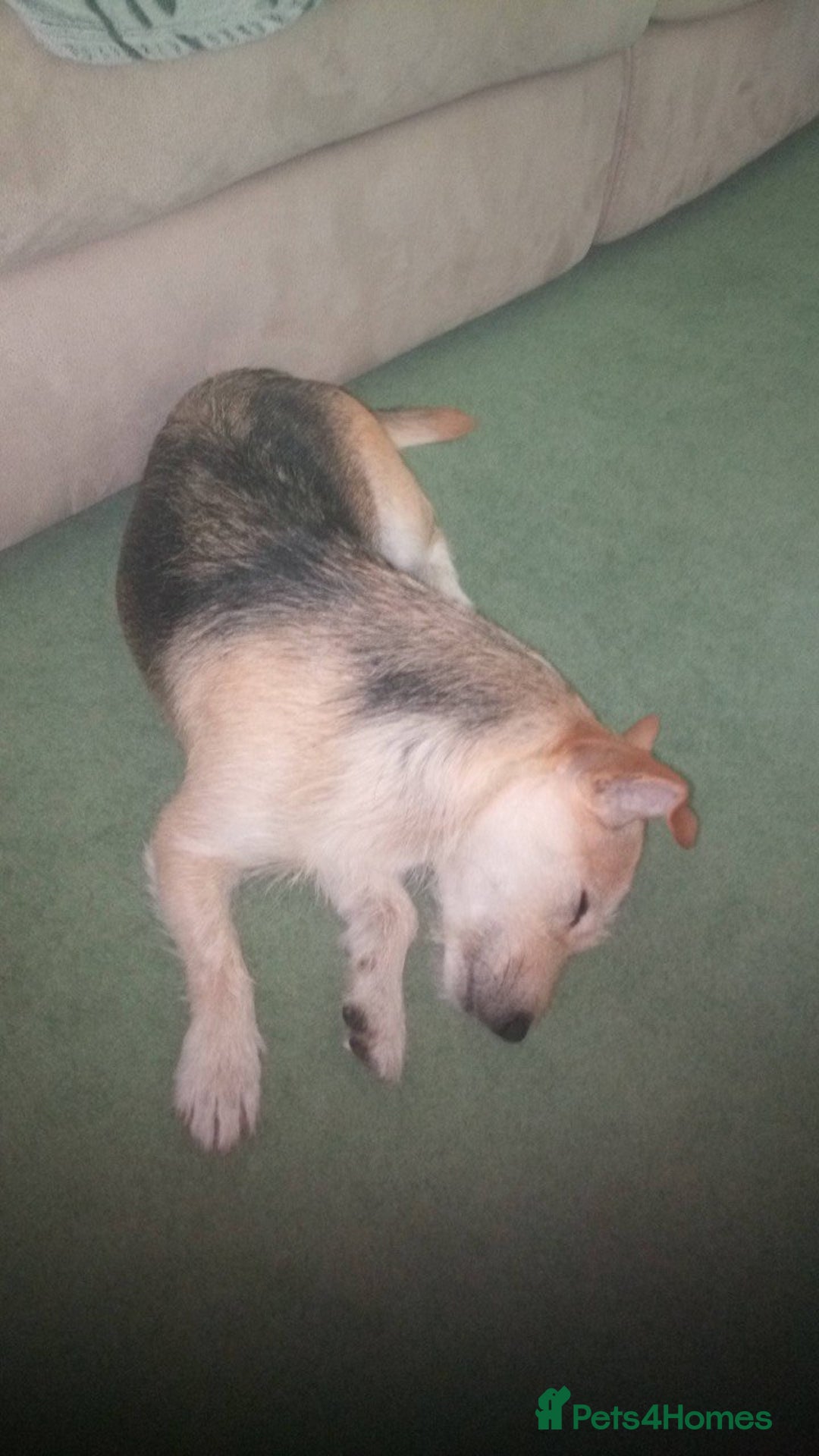 Mixed Breed dogs for sale: Puppies Jack Russel mixed breed - Image 11