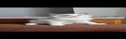 Ragdoll cats for sale: ACTIVE Bicolor Registered Ragdoll kittens - Advert 2