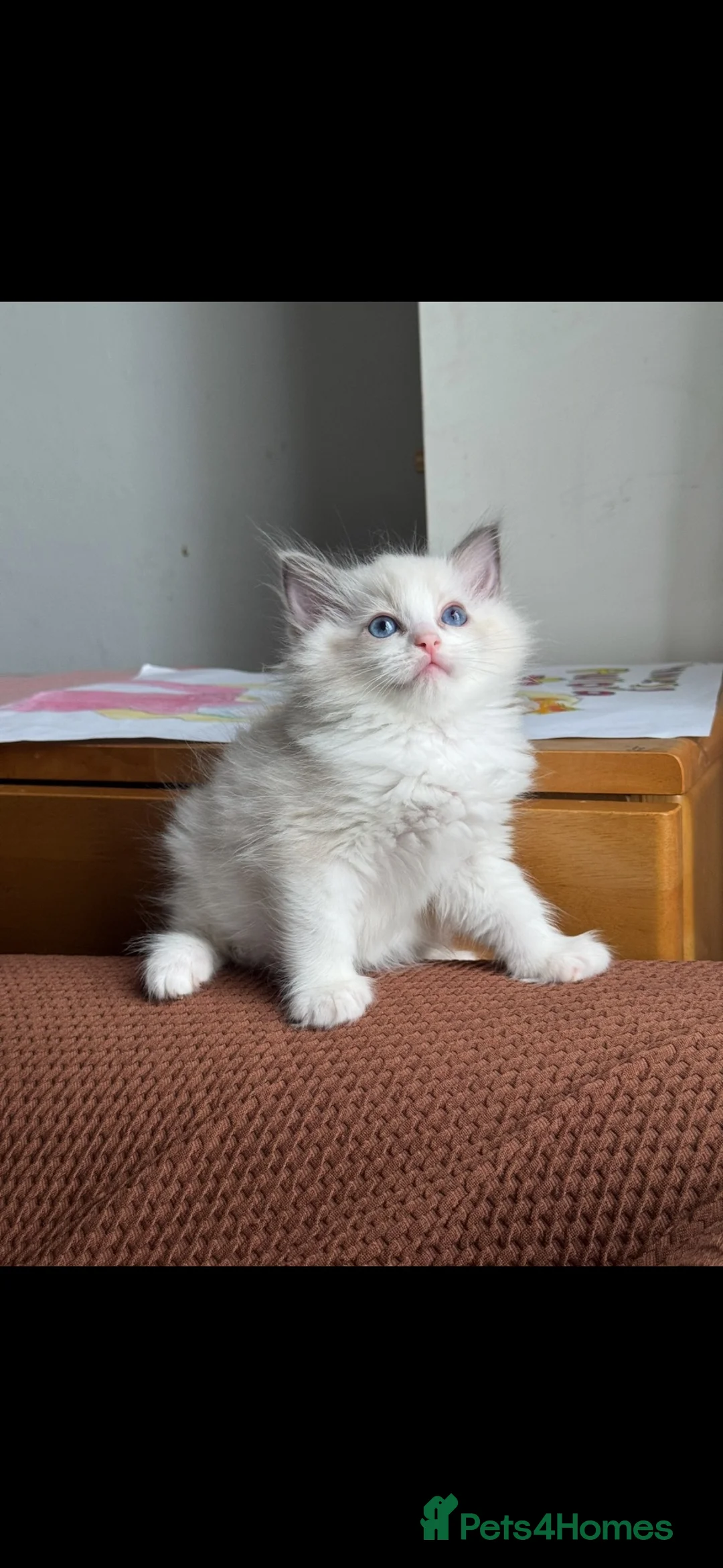 Ragdoll cats for sale: ACTIVE Bicolor Registered Ragdoll kittens - Advert 2