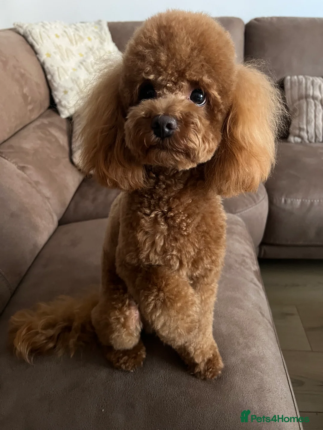 Maltipoo dogs for stud: Maltipoo Healthy Boy  - Advert 3