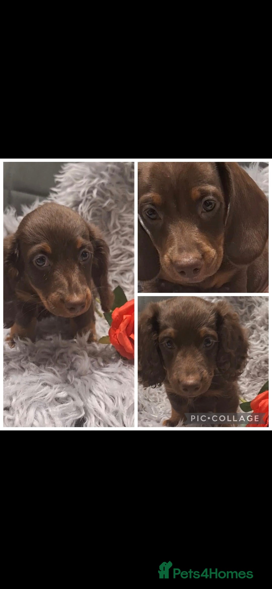 Miniature Dachshund dogs READY TO LEAVE 3 miniature dachshunds  - Advert 1