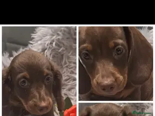Miniature Dachshund dogs READY TO LEAVE 3 miniature dachshunds - Advert 1