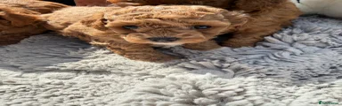 Cavapoochon Puppy 1