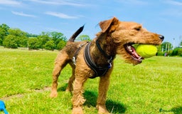 Lakeland Terrier dogs for sale: Gorgeous George  - Image 9
