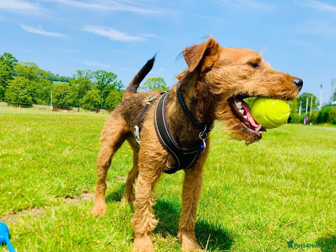 Lakeland Terrier dogs for sale: Gorgeous George  - Image 9