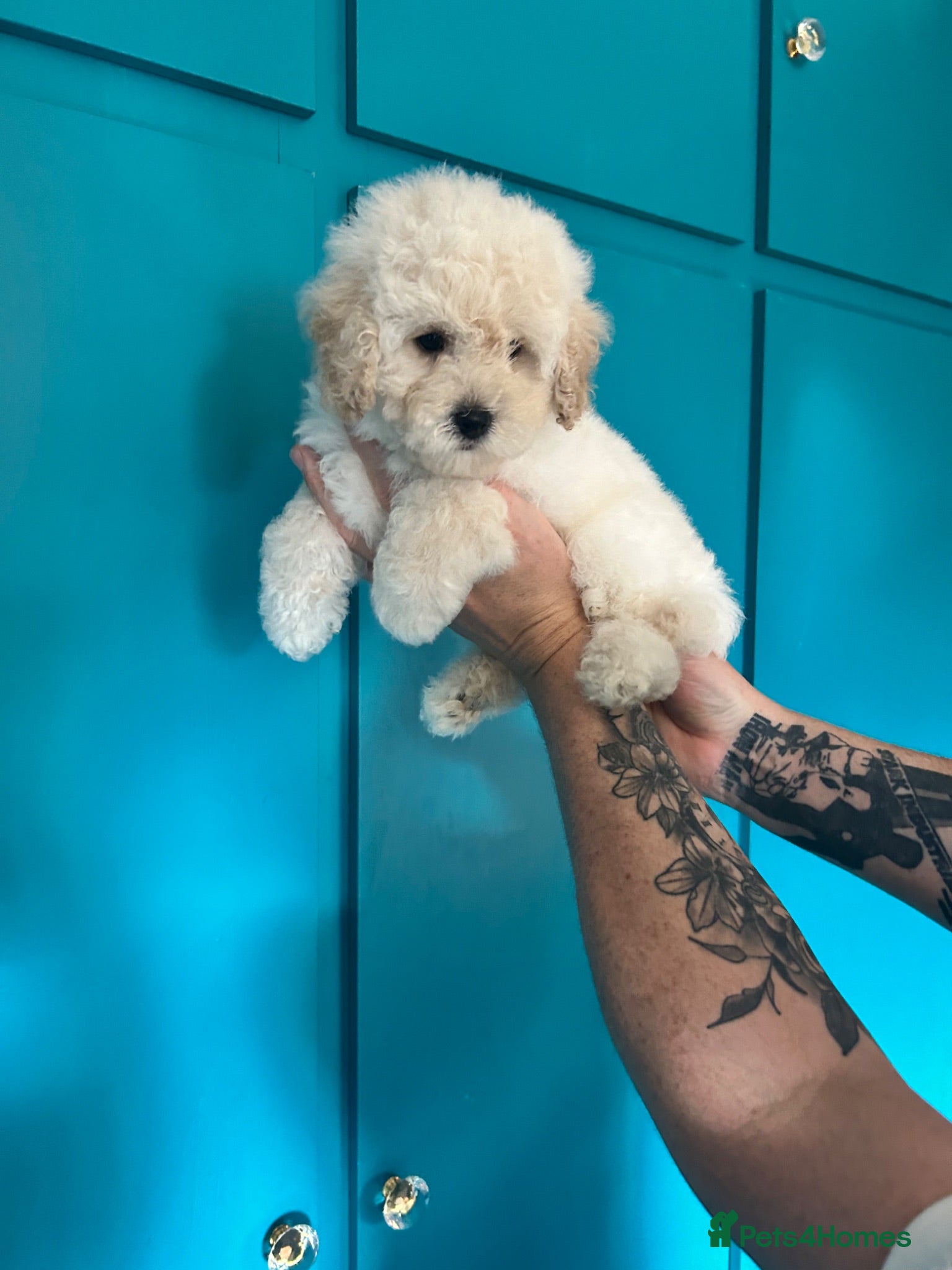 Cavapoochon dogs Exceptional Cavapoochon Boys 3 left - Advert 1