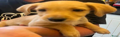 Tan