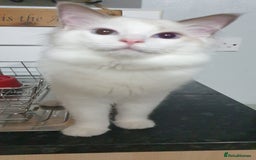 Ragdoll cats for sale:  GCCF KITTENS CHOC & LILAC MITTED AND BI-COLOUR in Darwen - Image 35