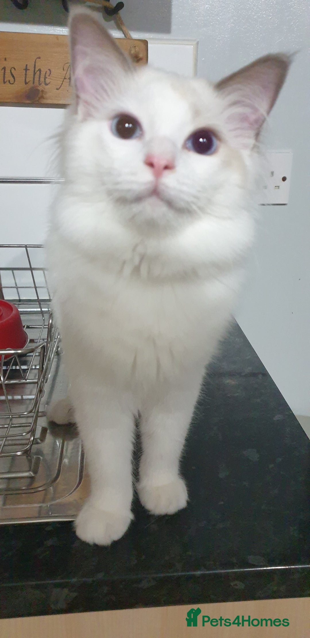Ragdoll cats for sale:  GCCF KITTENS CHOC & LILAC MITTED AND BI-COLOUR in Darwen - Image 35