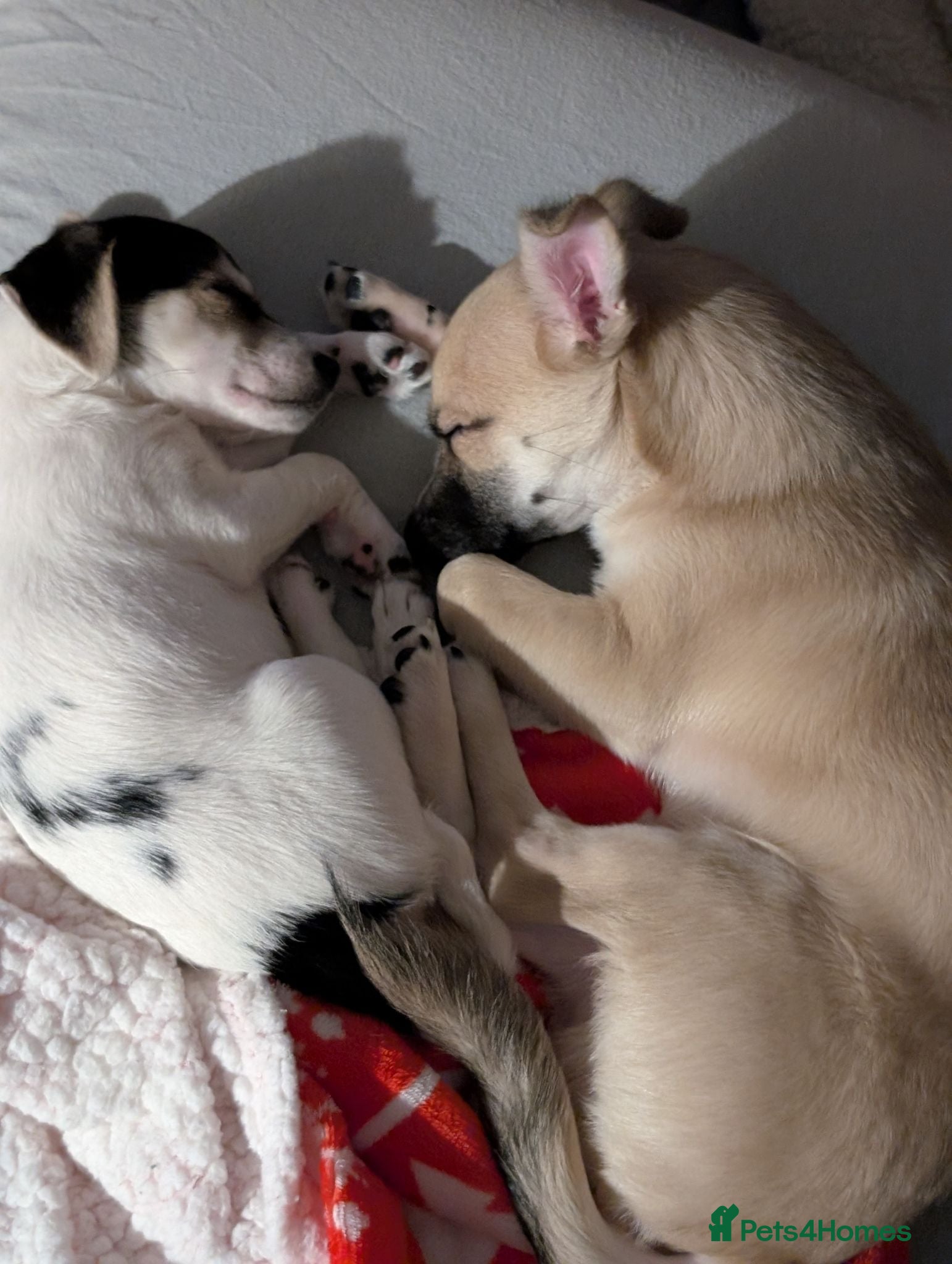 Chihuahua dogs Special Forever Home Wanted for Our Bonded Pair - Advert 10