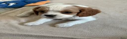 Cavalier King Charles Spaniel dogs for sale: DNA Tested Cavalier King Charles Puppies - Advert 21
